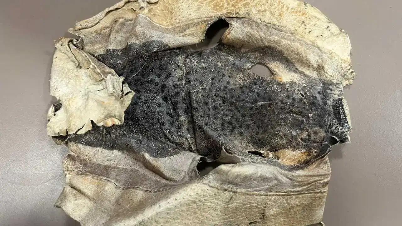 Alanya’da Balon Balığı Projesi Krize Dönüştü: Süreç Yargıya Taşındı! 1